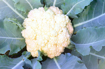 ANDARISTORE white cauliflower,gobhee seeds Seed(15 per packet)