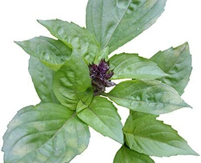 Qualtivate ATS-10 Organic Cinnamon Basil Seeds Seed(1000 per packet)