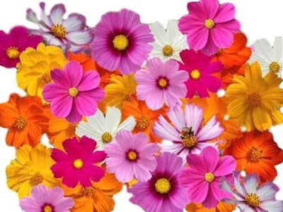 CYBEXIS XLR-57 - Hybrid Flower Cosmos Mix - (90 Seeds) Seed(90 per packet)