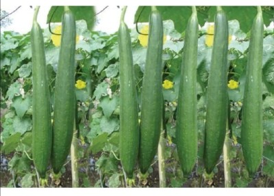 KNESSiN SPONGE GOURD SEEDS INDUS-900 F1 HY-[10gm] Seed(50 per packet)