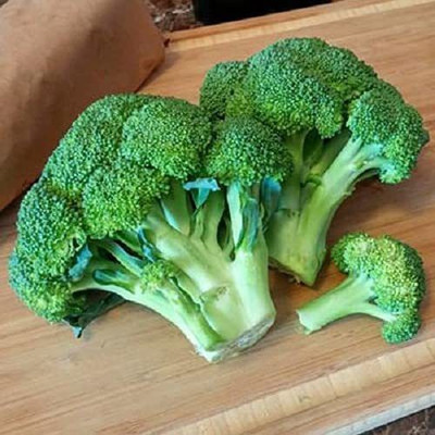 CYBEXIS VXI-2 - Diccio Broccoli - (1350 Seeds) Seed(1350 per packet)