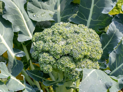 VibeX LX-47 - Exotic Broccoli - (150 Seeds) Seed(150 per packet)