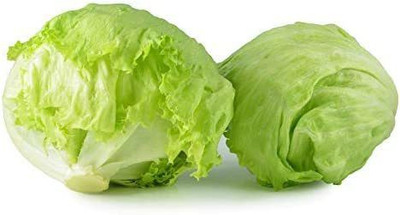 CYBEXIS GBPUT-44 - Iceberg Lettuce for planting - (1350 Seeds) Seed(1350 per packet)
