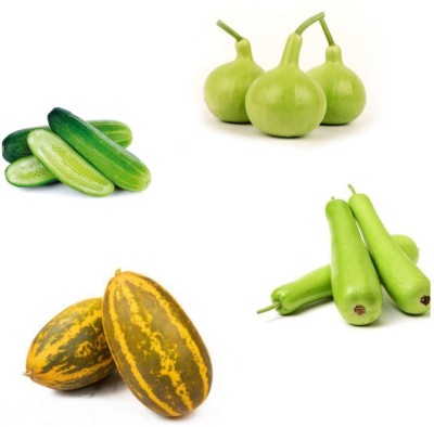 Aywal Cucumber, Bottle Gourd, Round Bottle Gourd Seed(20 per packet)