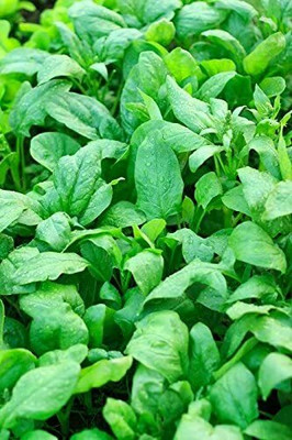 DROXTY SPINACH Seed(900 per packet)