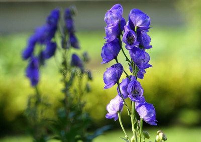 Mozette Exotic larkspur Seed(20 per packet)