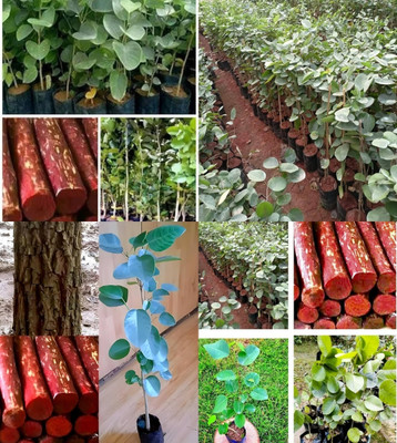 ibains red chandan wood seeds beez 13 Seed(13 per packet)