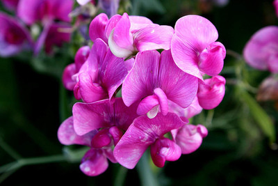Lorvox Sweet Pea Mixed Color Hybrid Flower Seed(80 per packet)