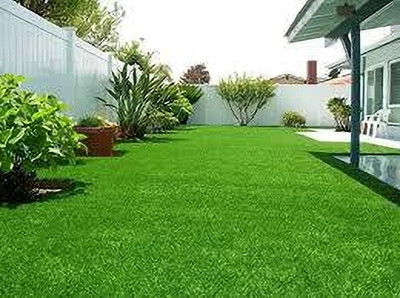 BDSresolve Lawn grass Seed(3500 per packet)