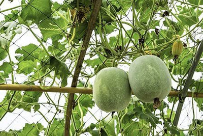 Aywal Ash Gourd Hybrid Seed(21 per packet)