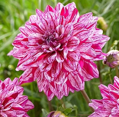 LPR DAHLIA Seed(100 per packet)
