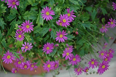 ACCELCROP IPOMEA MORNING GLORY MIXED FLOWER Seed(40 per packet)