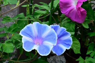 ACCELCROP Morning Glory Tall Mix Seeds | Ipomoea Purpurea Seed(20 per packet)