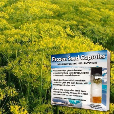 VibeX XLL-18 - Elephant Dill (Anethum graveolens) - (2250 Seeds) Seed(2250 per packet)