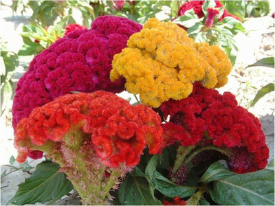 UGRA Cockscomb mixed Flower Seed(10 per packet)