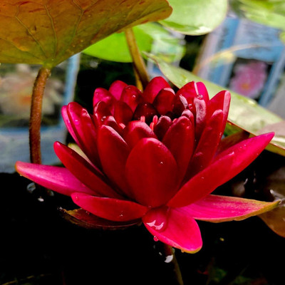 Qualtivate GXL-6AT Red Lotus Water Lily Flower Seeds Seed(25 per packet)