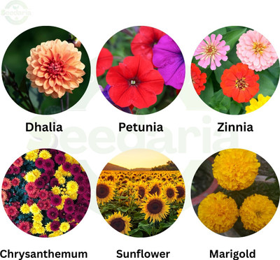 NurseryFriends winter flower seeds combo, Dhalia, Zinni, Petunia, Chrysanthemum, Marigold, Sunflower Seed(130 per packet)