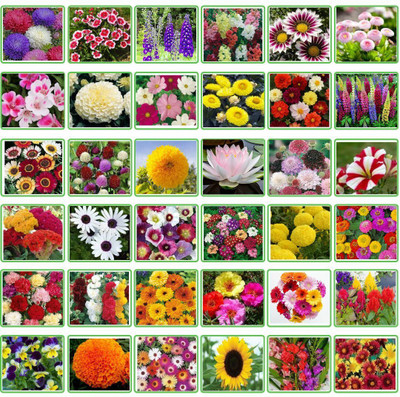the green dotcom 25 Variety Of Flower Seeds Combo Pack Seed(600 per packet)
