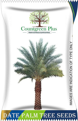 Countgreen Plus Khajur/Khajoor | Phoenix Dactylifera | Non GMO | Organic Dates Palm Tree 10 Seed(10 per packet)