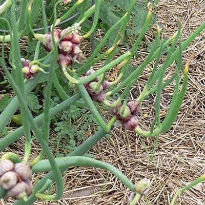 WILLVINE LXI-328 Egyptian Onion Allium cepa Seeds Seed(1000 per packet)