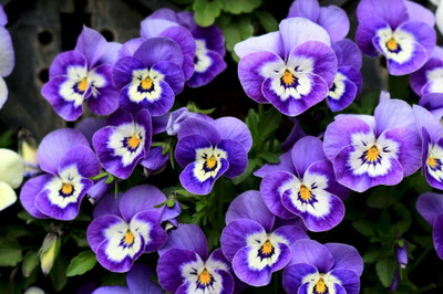 Bstore Pansy Mixed Flower Seeds Seed(60 per packet)