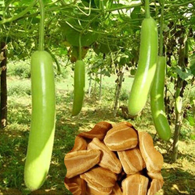 Aywal Long Gourd Dudhi Zucca Lauki Seed(15 per packet)