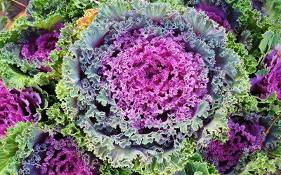 WILLVINE AMR -IX Flowering Kale(Ornamental Cabbage) Fringed [5g] Seed(1500 per packet)