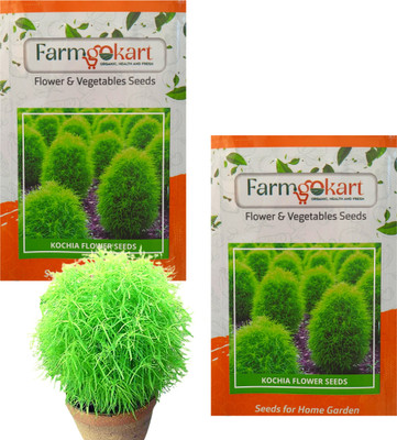 farmgokart |2 Packets of KOCHIA Flower Seeds|Home & Terrace Gardening Seed(200 per packet)
