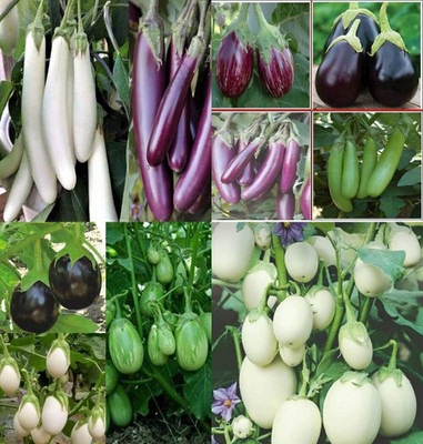 ibains Bagun seeds eggplant bij 64 Seed(64 per packet)