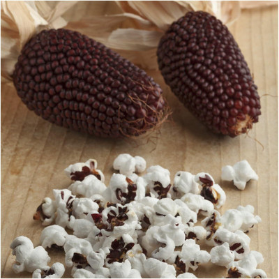 Qualtivate HUA-550 Strawberry Ornamental Popping Corn Seed(500 per packet)