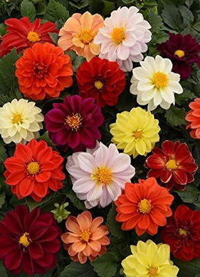 LPR DAHLIA Seed(5 per packet)