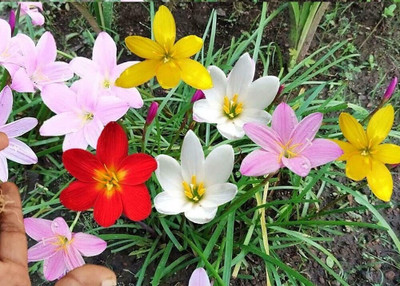 ZAABUS Rain lily mix color flowers bulbs Seed(15 per packet)