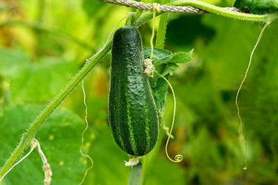 AFARTIOBINA 112 Pc Cucumber Seeds Seed(112 per packet)