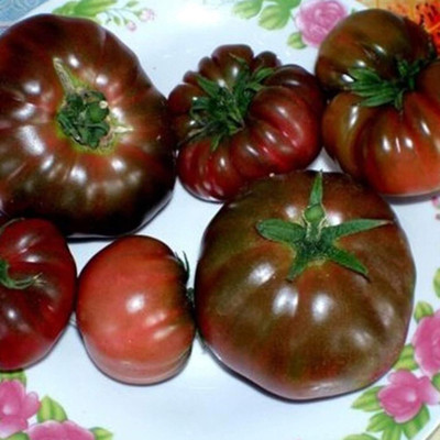 KNESSiN Tomato Seed(1250 per packet)
