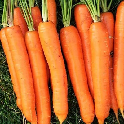 Qualtivate PUA-9A Imperator 58 Carrot Seeds Seed(300 per packet)