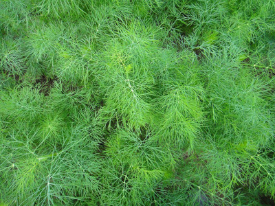 CYBEXIS LX-47 - Dill Mammoth Long Island - (750 Seeds) Seed(750 per packet)