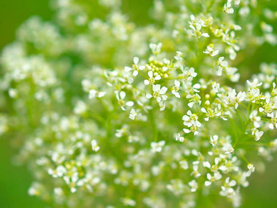 saheli gypsophila flower Seed(25 per packet)