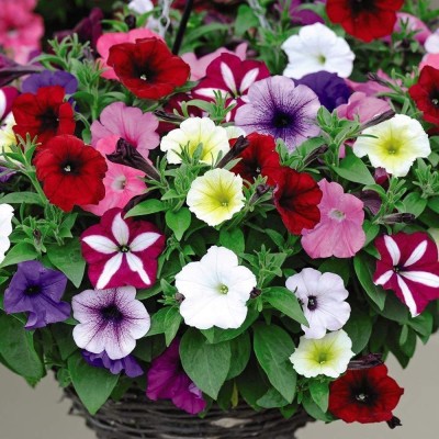 ario Petunia Nana Star Mixed Flower Seeds For Home Garden Seed(60 per packet)