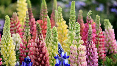 AXAQI Lupin Mixed Color Flower Seed(55 per packet)
