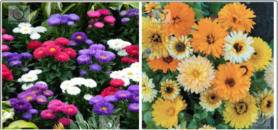 STOREFLIX aster - calendula Seed(70 per packet)