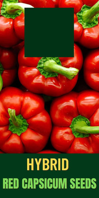 CYBEXIS XL-46 - Red Wonder Capsicum/bellpepper - (150 Seeds) Seed(150 per packet)