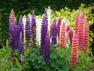 CWAN Lupin Perennial Flower Plant Seed(30 per packet)
