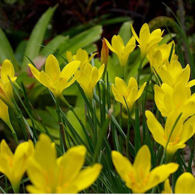 CYBEXIS XLL-52 - Yellow Rain Lily - (60 Seeds) Seed(60 per packet)