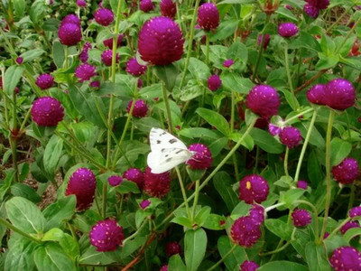 Quentova Amaranth, globe amaranth (Gomphrena)-NTL-2Y Seed(60 per packet)