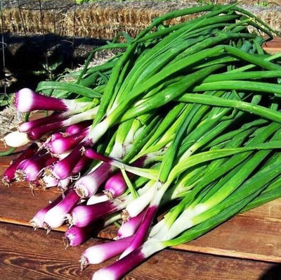 KNESSiN F1 Hybrid Red Bunching Onion Seeds for Home Gardening-(300 Seeds) Seed(300 per packet)