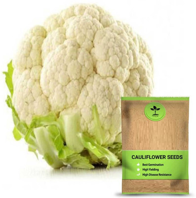 WILLVINE HUA -VII Cauliflower F1 Hybrid Imported [100g, 30000 Seeds] Seed(30000 per packet)