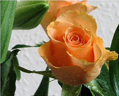 CRGO ROSE , GULAAB Seed(70 per packet)
