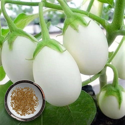 green paradise Brinjal Chu Chu F1 Hybrid Seeds Pack Seed(1 per packet)