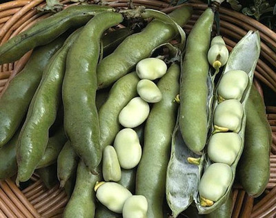Avysa Broad Beans बाकला फली Vegetable Seed(25 per packet)