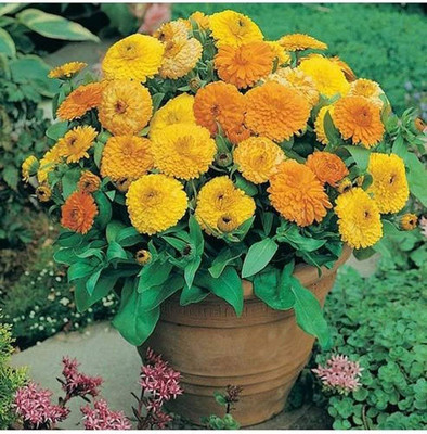 BDSresolve Calendula double mixed color flower hybrid seeds/Calendula seed 9 Seed(9 per packet)